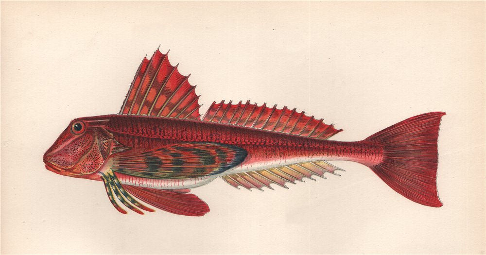 STREAKED GURNARD. Trigloporus lastoviza. COUCH. Fish 1862 old antique print